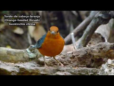 TORDO DE CABEÇA LARANJA