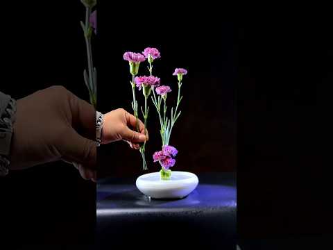 “世间若是有一见如故,命里终有一别陌路”#康乃馨#carnationflower