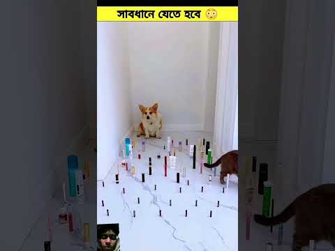 ভয় পাওয়া লাগবে না #funny
