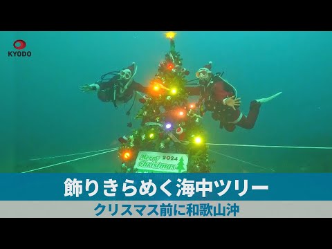 飾りきらめく海中ツリー クリスマス前に和歌山沖