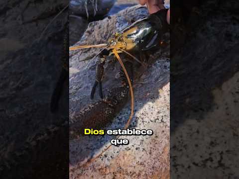 ¿Sabes por qué no deberíamos comer camarones? ESTO DICE la Biblia