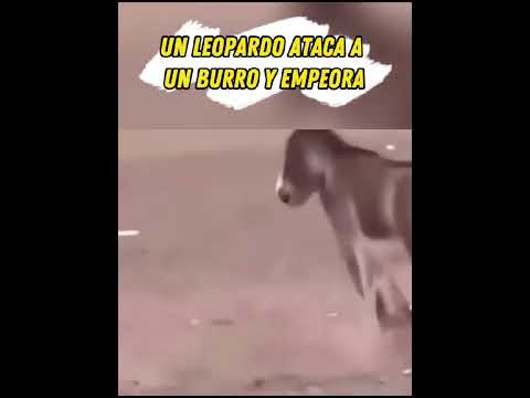 ¡Leopardo ataca a un burro y empeora! #shorts