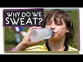 Understanding Sweating and Its Functions