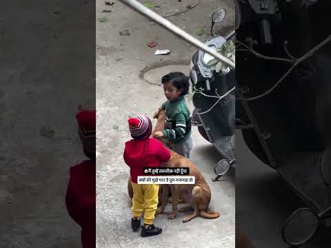 Ye nadan hai isliye kuch nahi hoga 🐕 #dog #shorts #viral #trending