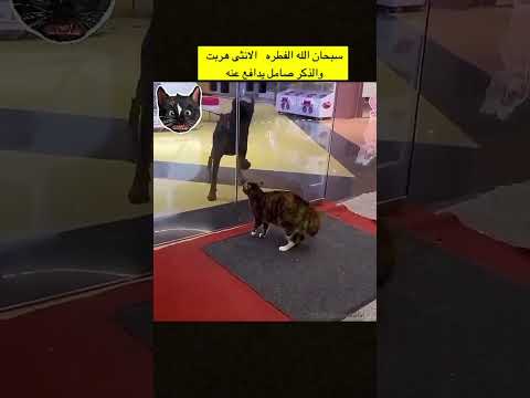 الانثى هربت والذكر يدافع عنها💔