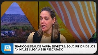 Tráfico Ilegal de Fauna Silvestre: solo un 10% de los animales llega a ser rescatado