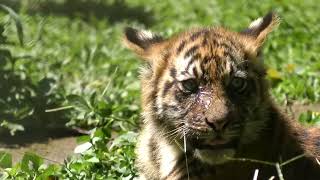 YouTube video thumbnail: Endangered Sumatran Tiger Cubs Make Debut in Indonesian zoo