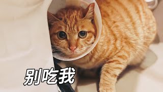 順手抓了隻路過的小浪貓回家，被嚇成了大小眼｜李喜猫