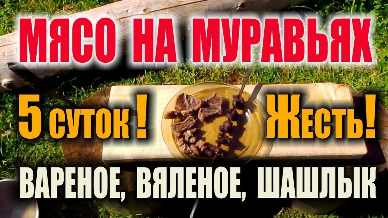 Вяленое мясо, шашлык, консервация мяса муравьями. Пробуем муравьиные деликатесы - это выживание.