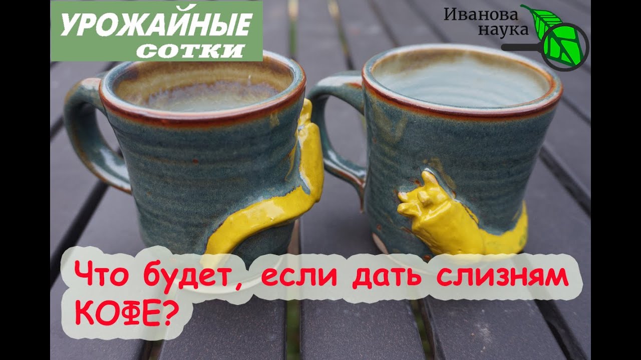 Слизни и кофе! Эффективный способ избавиться от слизней и улиток? Не уверен