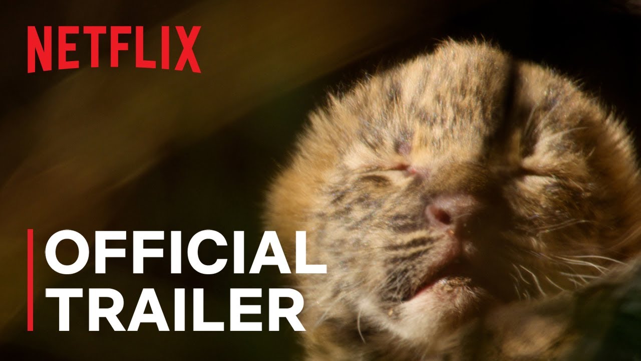 Living with Leopards Trailer thumbnail