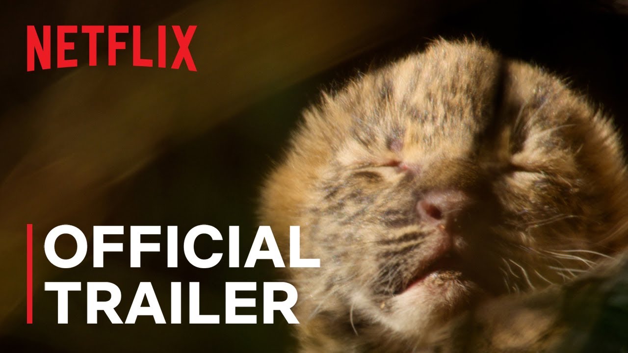 Leben mit Leoparden Vorschaubild des Trailers