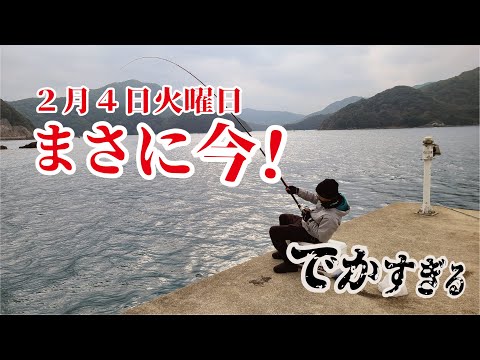 最強の寒波が来ると言われた今日の堤防で遠投釣りをしていたら悍ましい大物がきた！！！