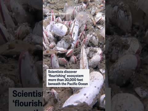 Scientists discover &#39;flourishing&#39; ecosystem more than 30,000 feet beneath the Pacific Ocean