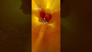 フレッシュな音聞いてみて🫑👂