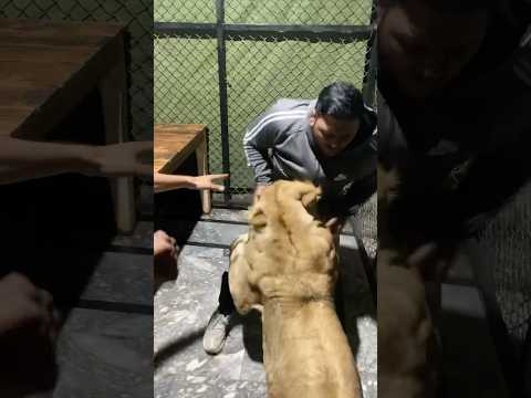 Episode 700: Simba play with boy 😅✌️