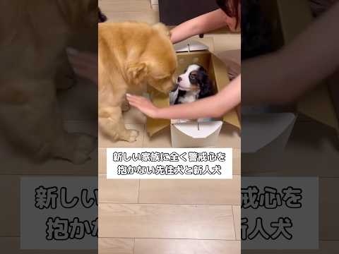 なぜか会った瞬間から心が通じ合ってるかのように仲良しなゴールデンとバーニーズ #ゴールデンレトリバー #バーニーズマウンテンドッグ #大型犬 #shorts