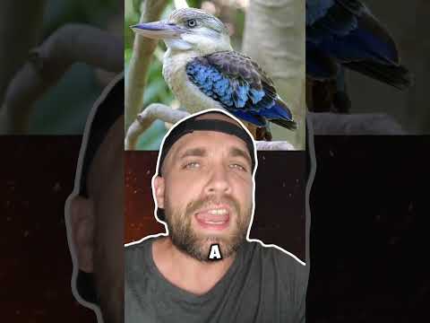 Птица которые звучат как ужастик
