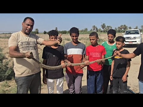 صيد كوبرا ضخمة من ارض برسيم على طريق مهجور مع مصطفى هجرس