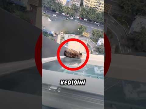 15. Katta Mahsur Kalan Kediyi Kurtardılar