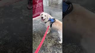 #oxy2025#goldenretreiver#views#vairalvideo#doglover#everyone#share#highlights#tranding#youtubeshorts