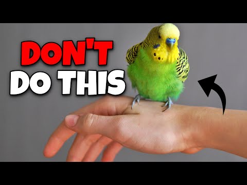 How to get Your Bird Perch Your Finger