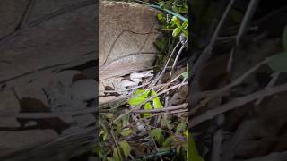 Aruba garden snake encounter 🐍