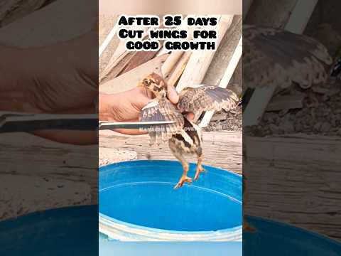 Day 21 Treatment #aseel #chicken