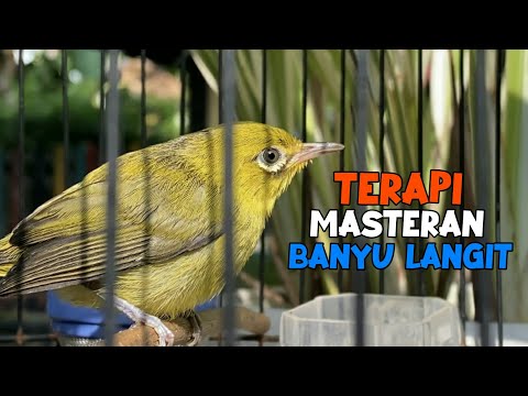Terapi Untuk Masteran Pleci Wit Wit Banyu Langit Nembak Panjang