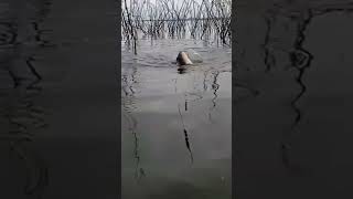 Ikan ke-2 langsung gemuk di spot ini #fishing #mancingnyobokwgmterbaru
