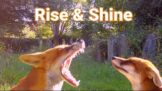 Fox Chat