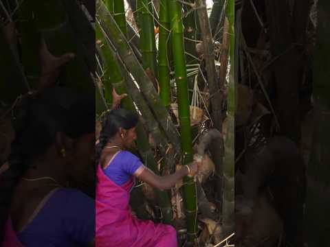 பெரிய ஆப்பிள் ஐஸ்கிரீம்