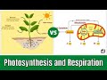 Exploring Photosynthesis and Cellular Respiration Connections