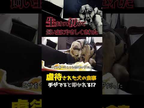 【感動】生まれて初めて飼い主に優しくされた虐待されてきた犬の食事#shorts