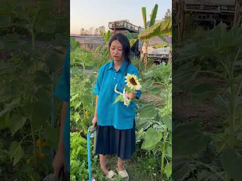 ใบข้าวตัดดอกทานตะวันของแม่แล้ว #cute #pets #funny #family #love #ใบข้าวลูกสาวช่างต้น