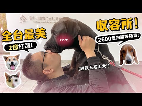 全台最美收容所?斥資2億打造!全市有2600隻等領養!一年300隻被棄養在收容所?高山犬!柴犬!米格魯等領養!【許伯簡芝】