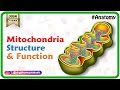Mitochondrial Functions and Roles