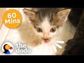 Understanding Cat Stories