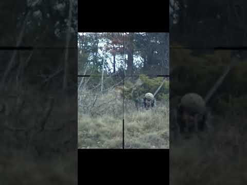 EPIC KILLS ! Sniper Force HANDs UP ! #Airsoft