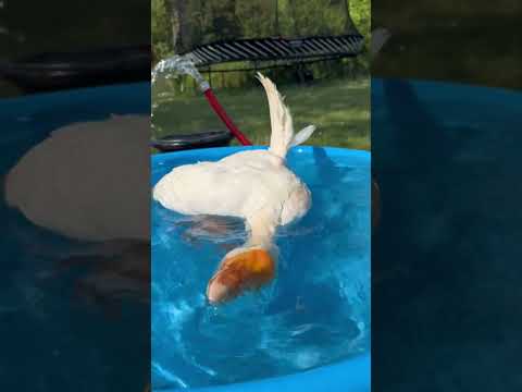 Protect Benny at all costs!! #purelychickens #bennythegoose