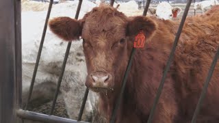YouTube video thumbnail: How Will Trump's new Order Affect Colorado Ranchers?