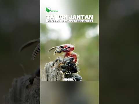 Dikira Betina, Tawon Jantan Ini Kawin dengan Bunga #faktaunik #cerita #hewan #anggrek