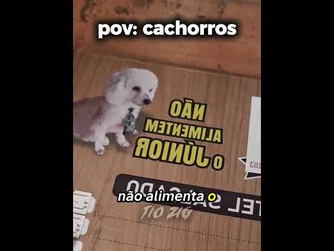 Não alimente o junior kkkkkkk #cachorros #humor #pov #engraçado #shorts
