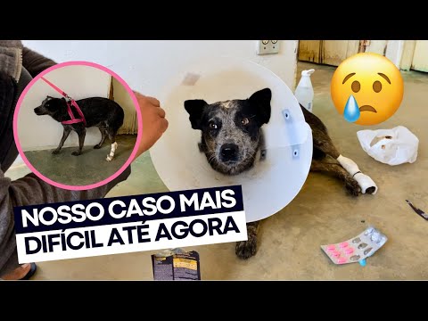 NOSSA ROTINA CUIDANDO DA ANA CASTELA BOIADEIRA 🐶