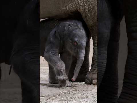 How does a mother elephant give birth to a baby elephant