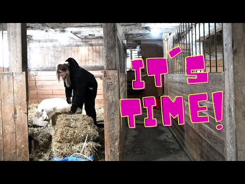 PREPARING for our GOAT birth!