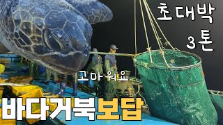 그물에 들어온 바다거북을 살려줬더니 초대박 조과!?용왕님 감사합니다!