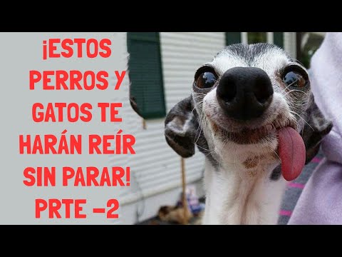 ¡Estos perros y gatos te harán reír sin parar! Prte -2