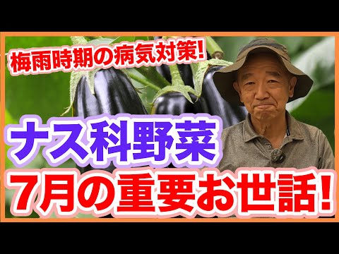 家庭菜園や農園のナス栽培・ピーマン栽培・トマト栽培で病気に負けない7月お世話！長期収穫のコツとナス科野菜の育て方！【農家直伝】