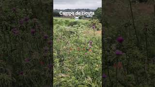 Cicuta en Galapagar